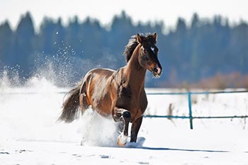 horse-winter-blog-client