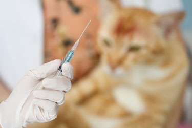 1-pet-vaccination-questions