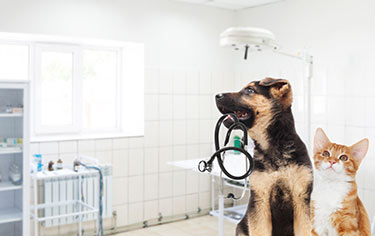 bonding-with-new-pets