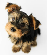 canineleptopisorosis