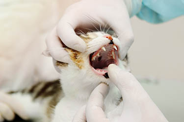 cat-dental