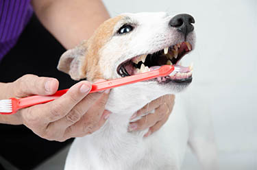 dog-brush-teeth