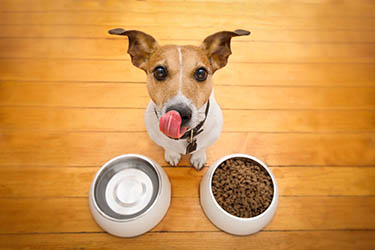 dog-ready-to-eat