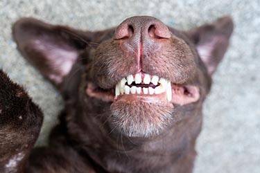 Dogs Teeth