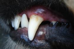puppy broken tooth pulp exposed