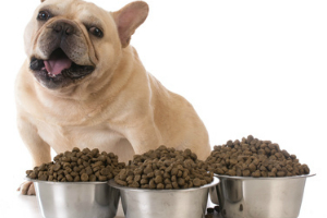 dog-with-dog-food-bowls
