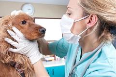 dogexaminedvetclinic