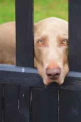 dogthroughfencesadeyes