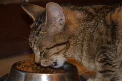 emergencyplanningpets