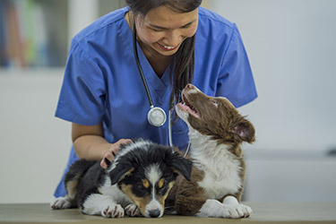 expandin-services-vet-withpuppies