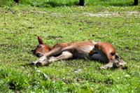 foal-lying-down