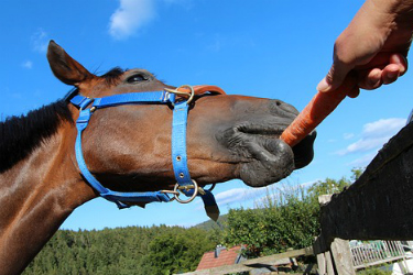 horse-eating-a-carrot