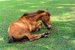 horse-lying-in-grass