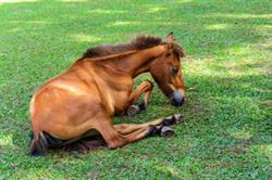 horse-lying-in-grass
