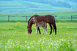 horses-grazing-250px