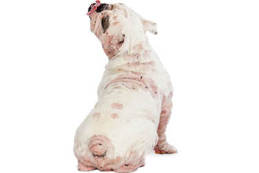 garfield birthday shirt