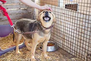 hsah-adopting-shelter-pets