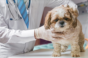 hsah-heartworm-life-cycle-prevention