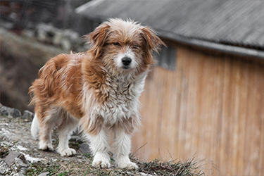 hsah-helping-lost-pet-find-home