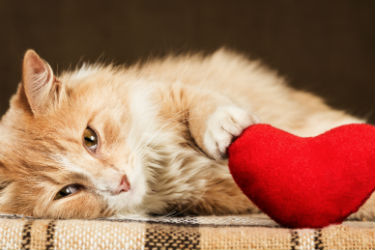 hsah-how-to-show-a-cat-love