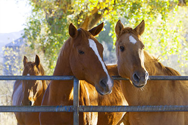 hsah-leptospirosis-in-horses