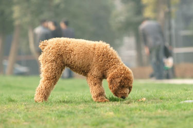 hsah-lodged-foreign-objects