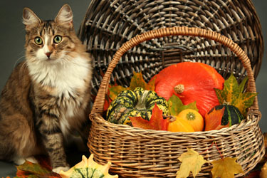 hsah-pet-thanksgiving-feast