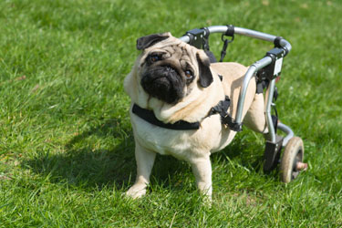 hsah-products-for-disabled-pets
