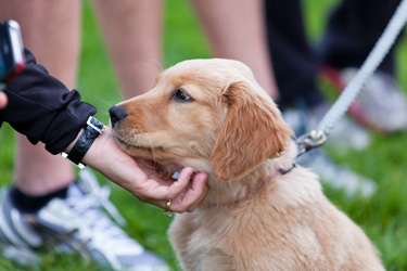 hsah-puppy-in-dog-park