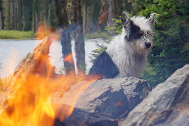hsah-vet-tips-pet-fire-safety