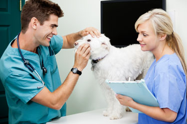hsah-veterinarian-clinic-employee-turnover