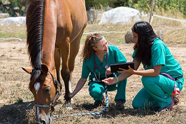 hsah-veterinarian-equine-deworming-vets-talking