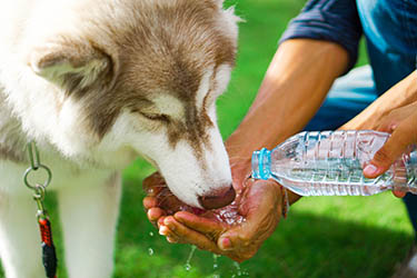 hydration-dog