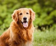 managingcanineleptopsorisis