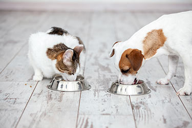 pet-food-allergies-blog