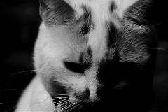 sadcatblackwhite