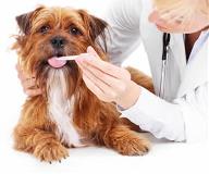 seasonalallergiesdogs