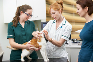 vet-with-cat-and-owners