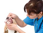 veterinarian-does-check-up-on-teeth