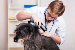 vetgettingtickoffdog