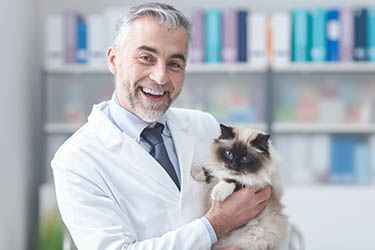 vets4pets cat vaccination cost