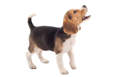 hsah-bad-puppy-behaviors